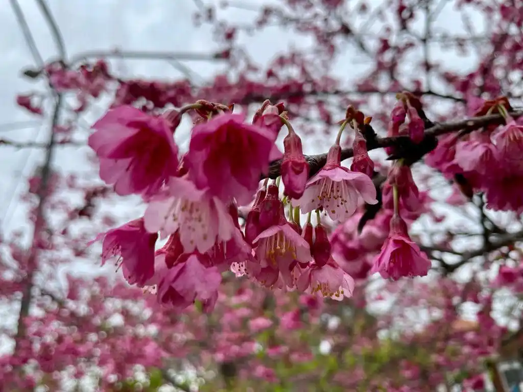 chascomus_prepara_una_nueva_edicion_del_sakura_festival_de_invierno_1