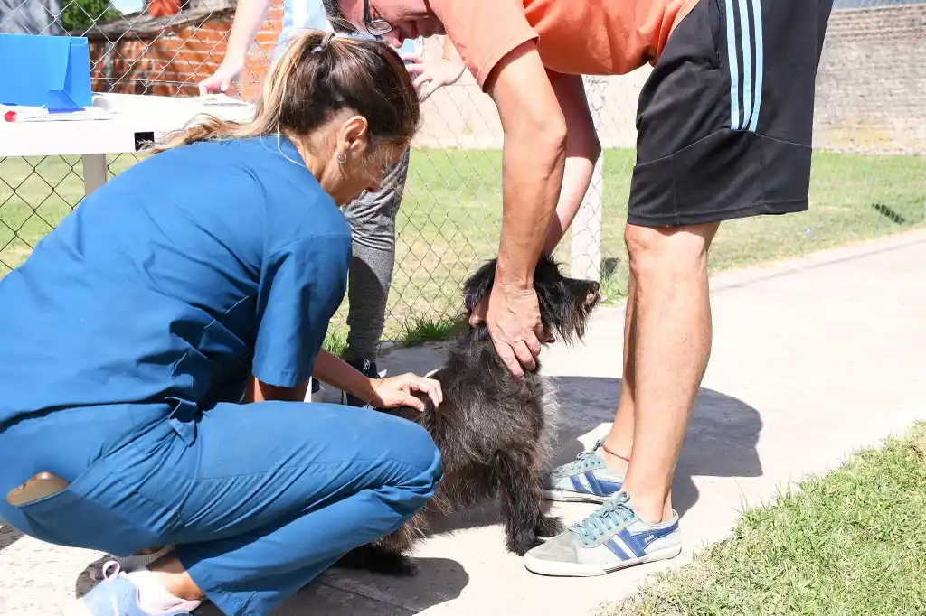 salud_publica_chascomus_ya_supero_las_1500_mascotas_vacunadas_y_la_campana_gratuita_continua_en_los_barrios_1