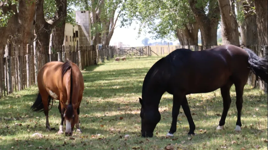 20260204122020_whatsapp-image-2026-01-30-at-1-52-30-pm